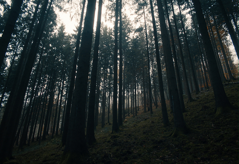 trees in a steep and dark forest